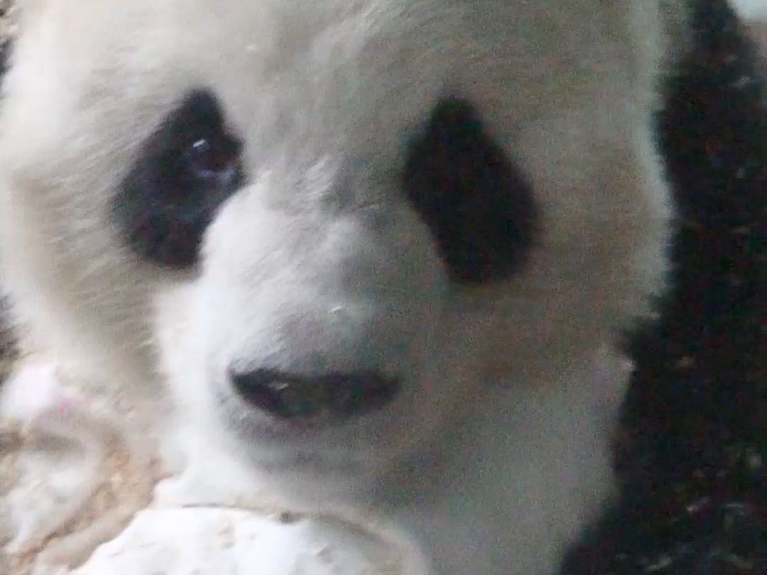 嘿嘿~奶妈，人家不是故意弄坏抱枕的啦