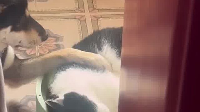 狗子：猫哥，你身上好香啊～ 小狗在摸自己的好朋友