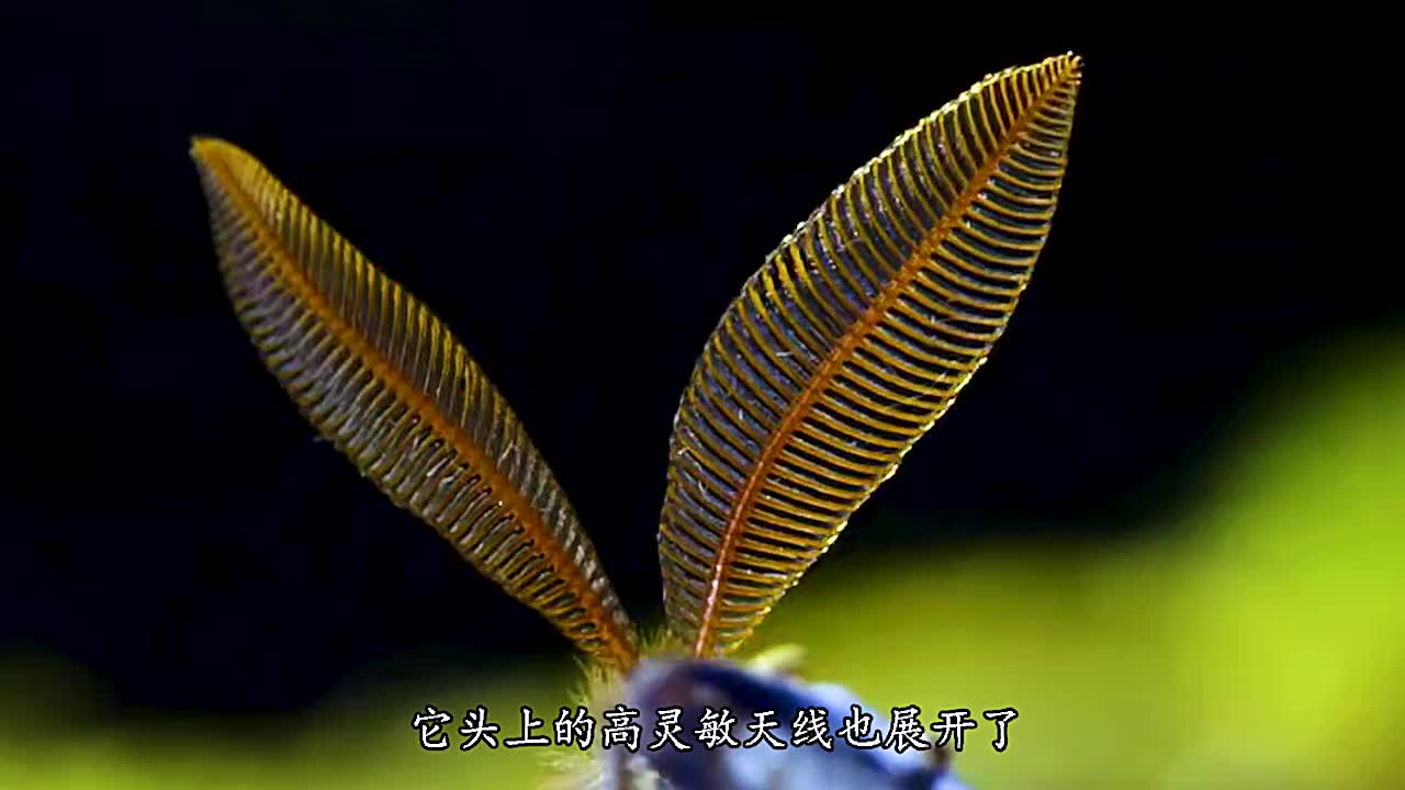 它的生命虽短，但足以灿烂