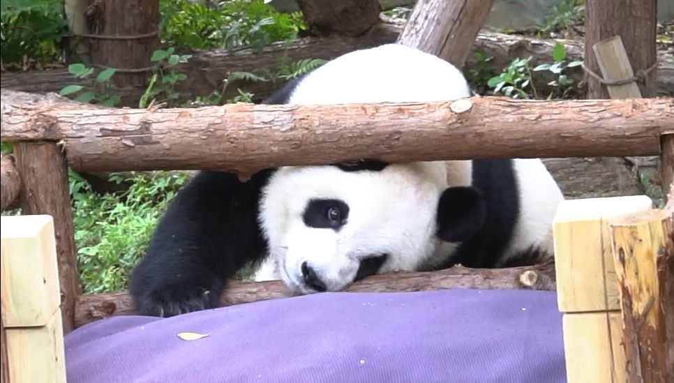 谁心里还没有一只心上熊呢~