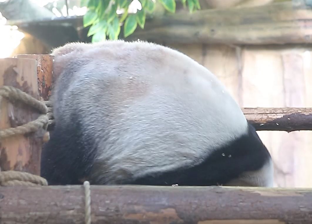 星特工接收新任务：摧毁邪恶抱枕