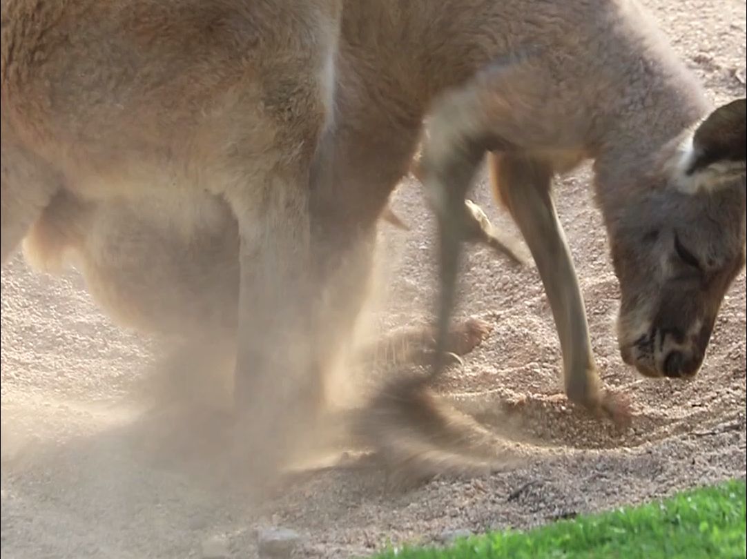 七个月大了还想续租，吃我一记沙沙拳