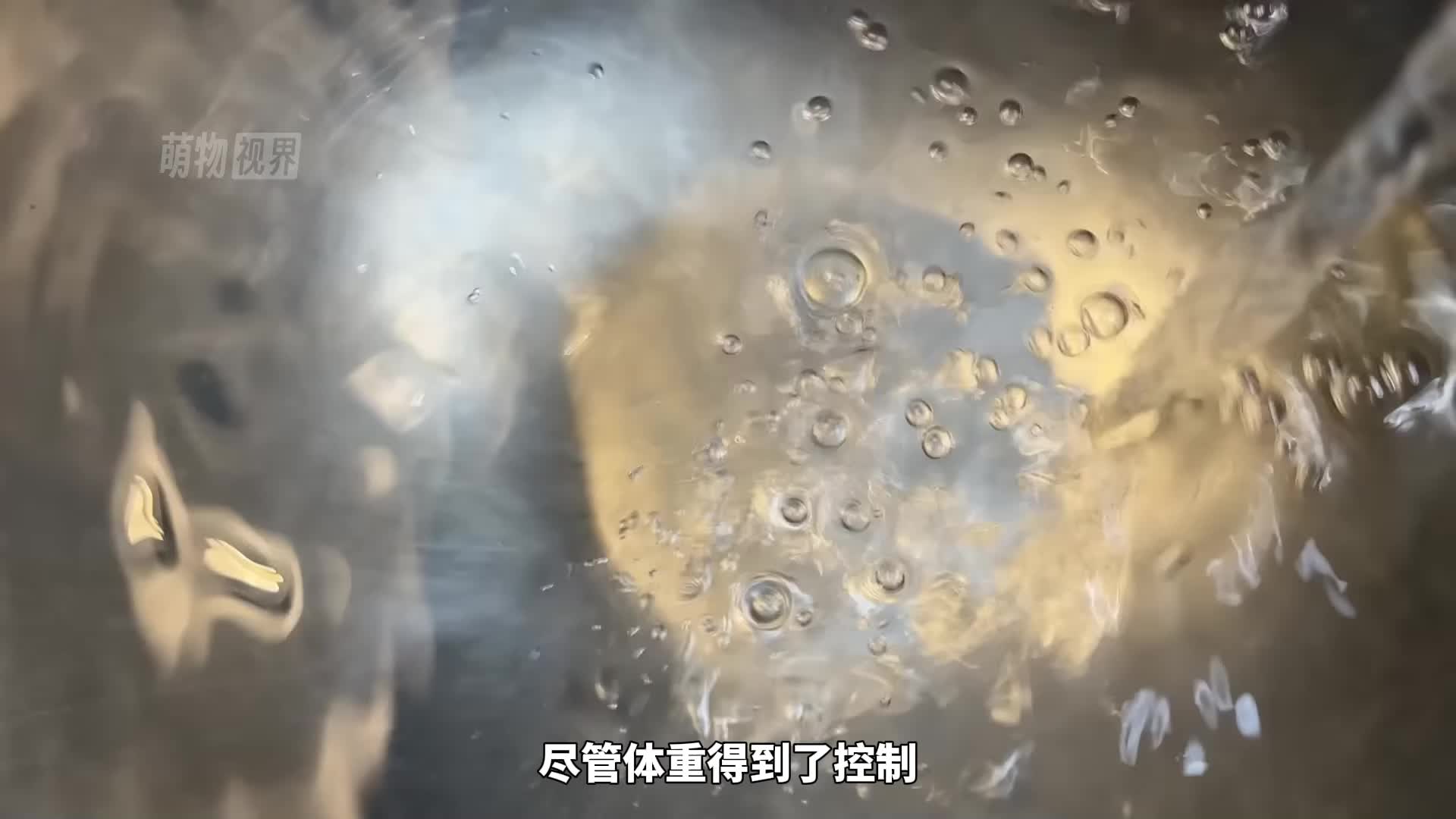 巨蛋孵化记：世界上第二大鸟类