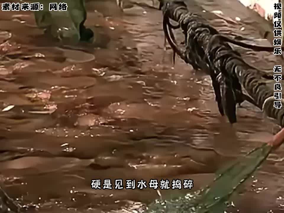 原来中国的海洋生物也自带抗日基因，属实涨见识了