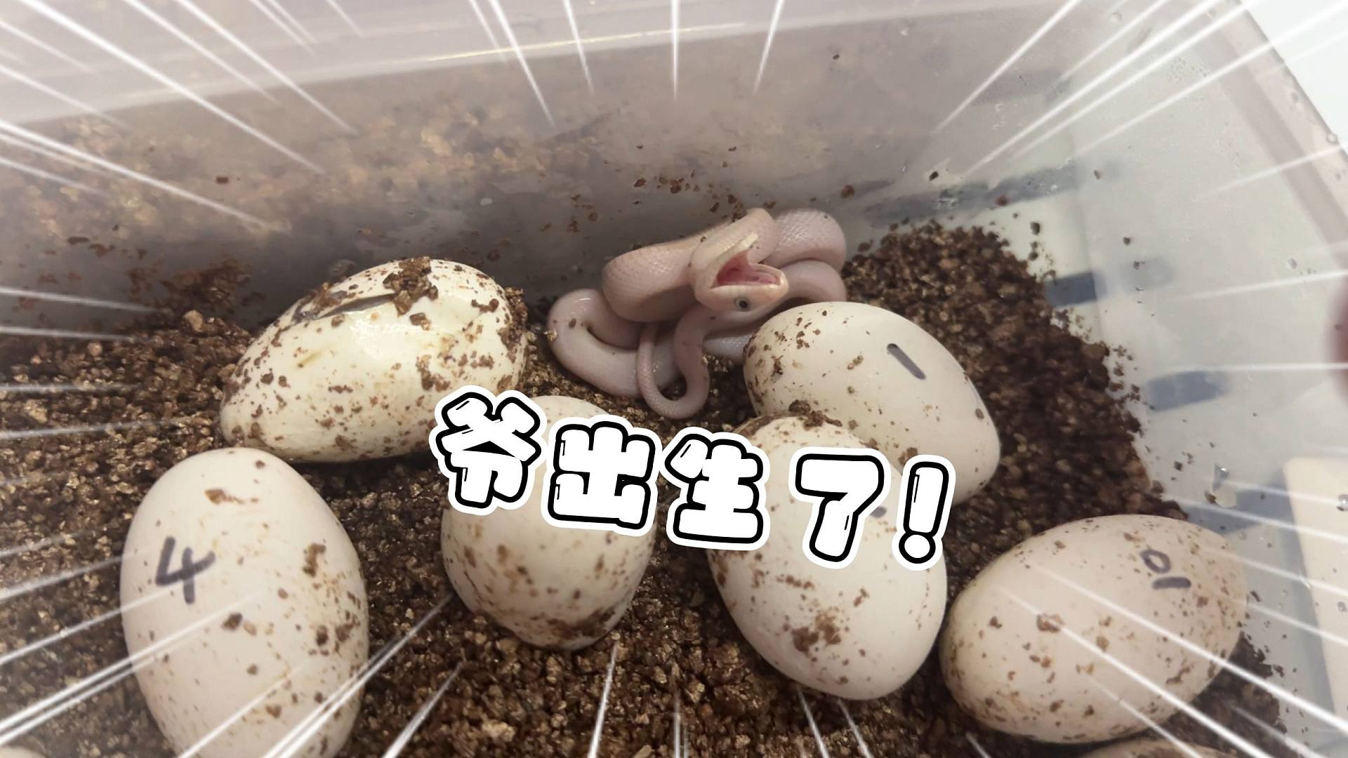 好消息：白娘子出壳了！坏消息：智商高的不明显