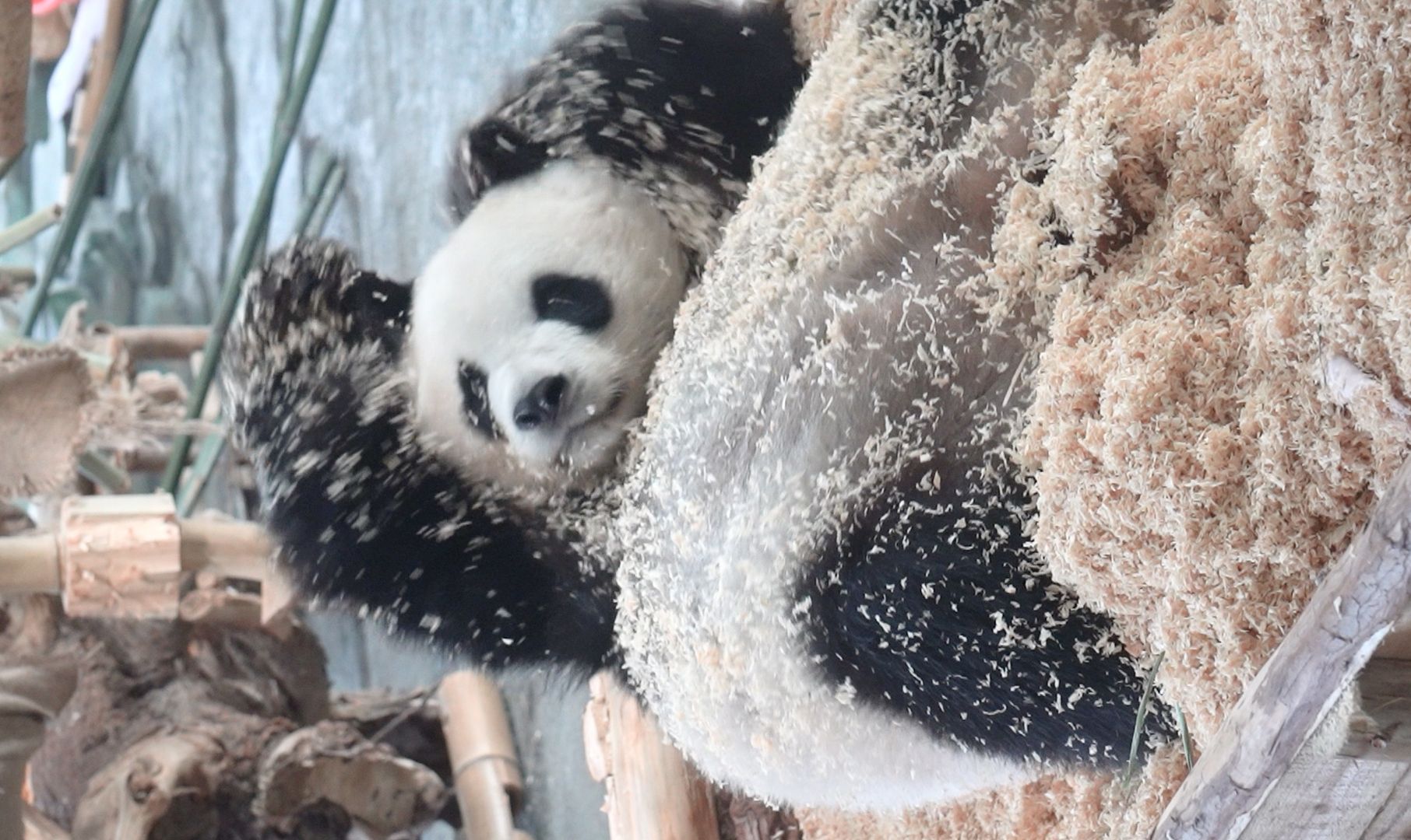 糯叽叽的熊打滚，要来一份吗~可加花生碎噢