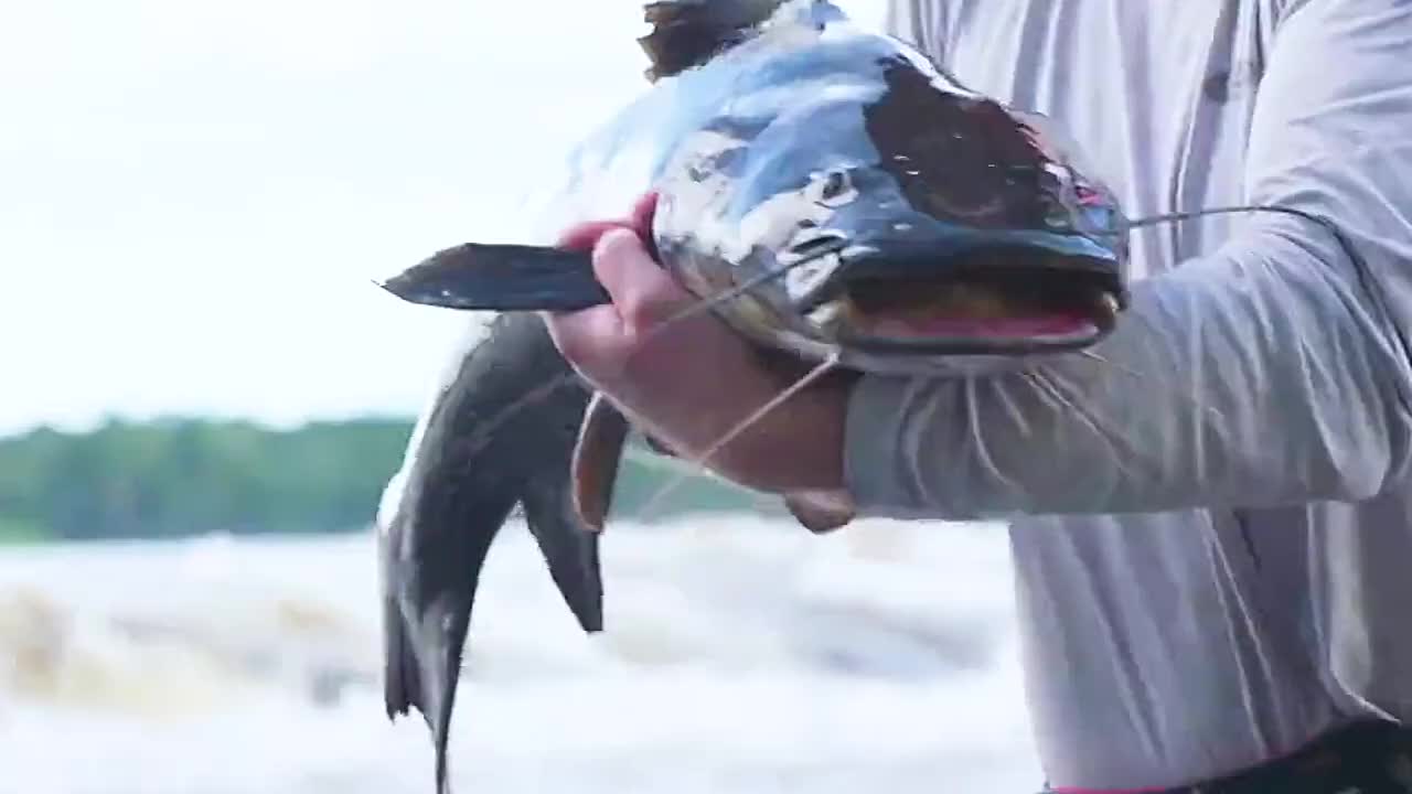 男子在亚马逊河，钓起巨大的红尾鲶