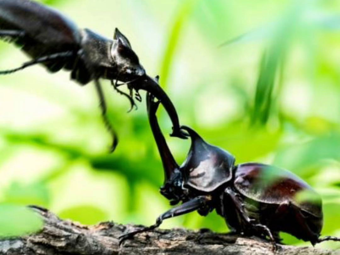 原来你是这样的“独角掀”呀！