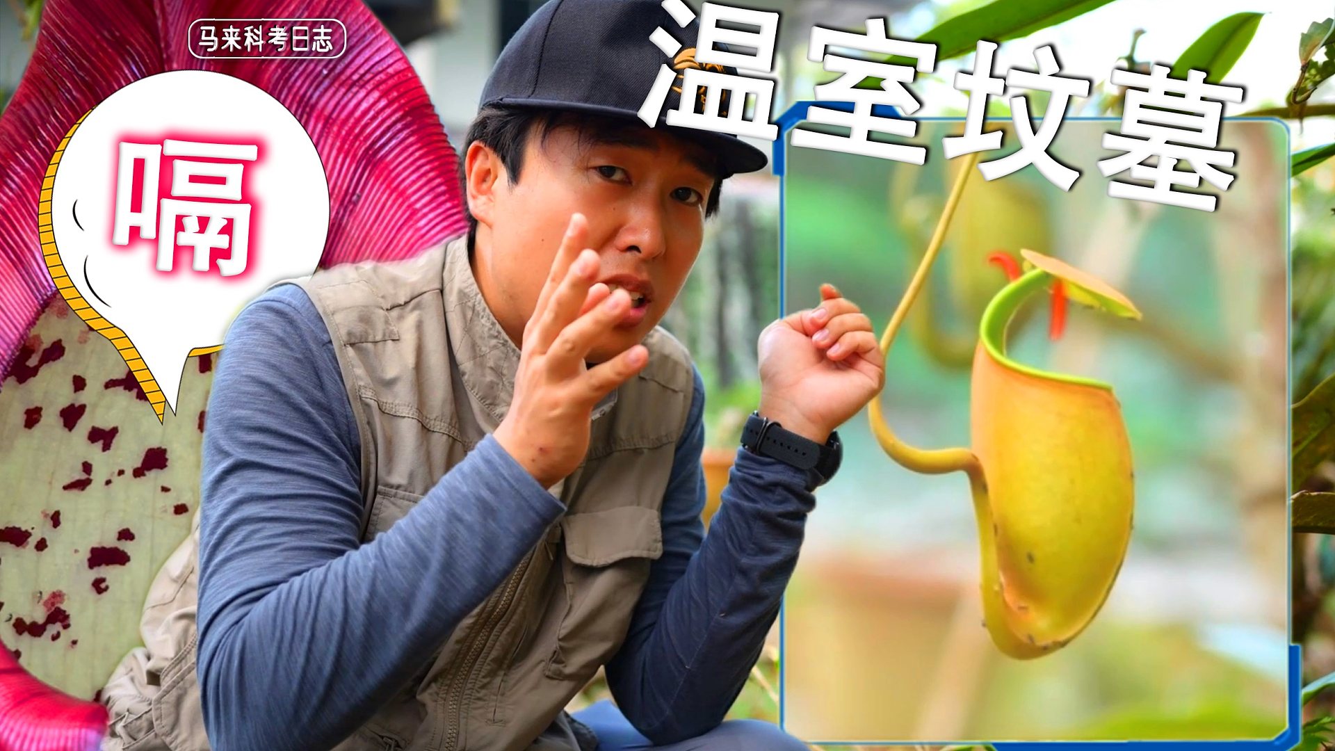 别一口咽了你的孩儿，饲养蚂蚁的猪笼草？！