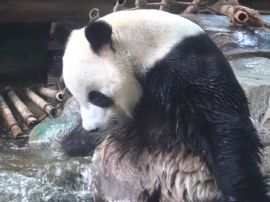 在小小的水池里面，挖呀挖呀挖