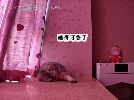 放下窗帘后蛋蛋早上睡得可香了#记录猫咪日常 #监控下的一幕 #它真的好像个小宝宝