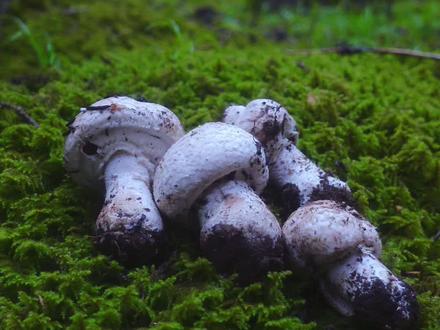 大家心心念念的沉浸式采蘑菇他来了，松林里的苔藓太治愈了 #大自然的馈赠 #大山里的味道 #采蘑菇 