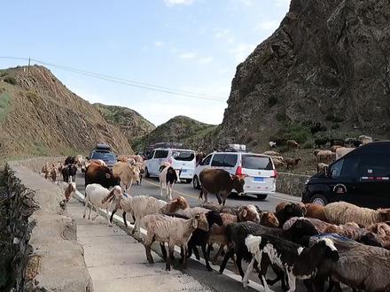怪不得这么多人上独库，上面老凉快了，连牛羊都着急赶来避暑！#穷游 #床车生活 #新疆 #露营 #独库