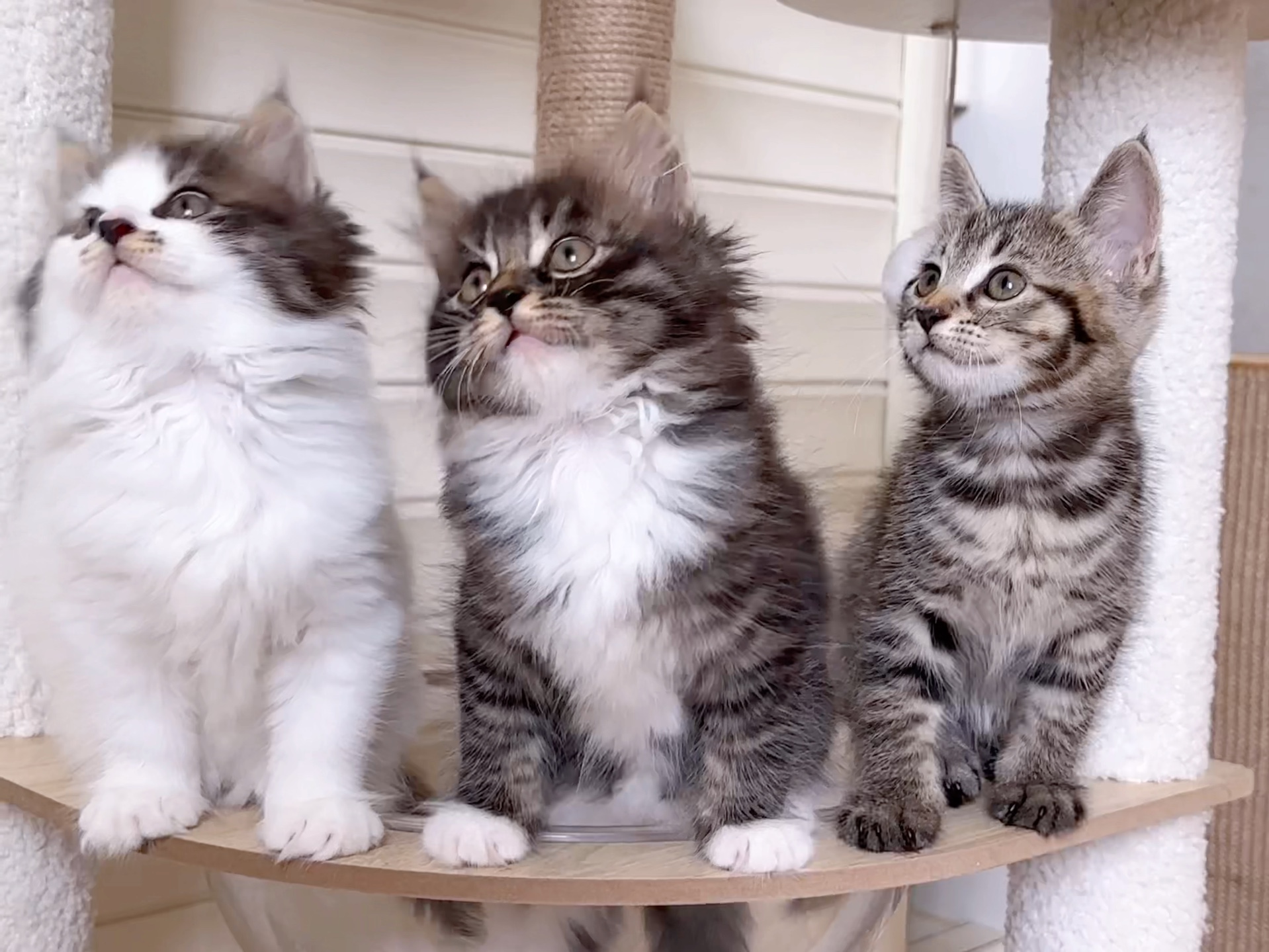 这三成天跟绑定了一样