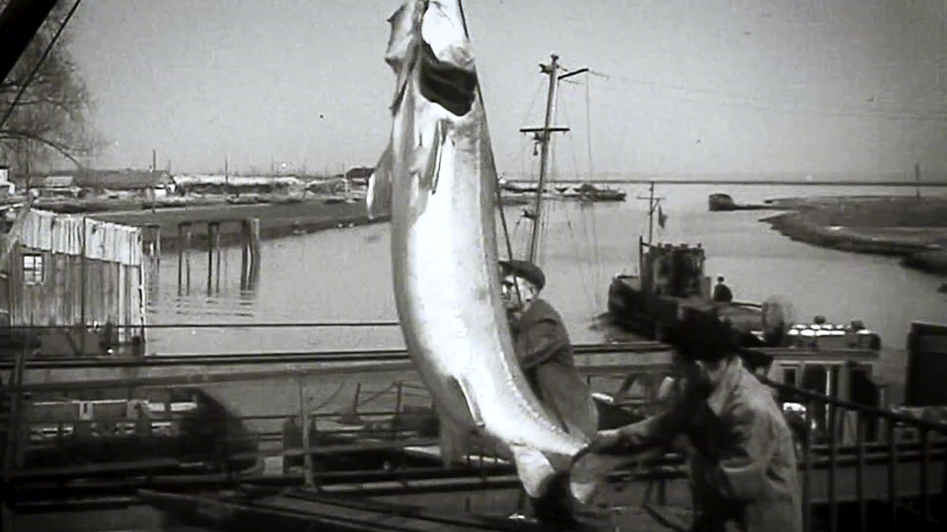 欧洲鳇实至名归的淡水王者