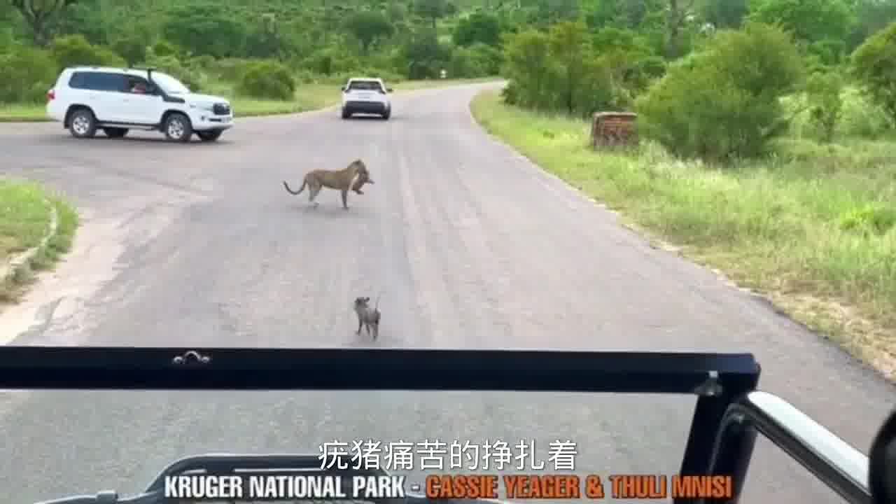 花豹捕猎疣猪