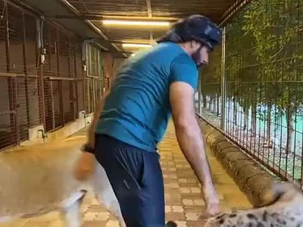 阿拉伯土豪的宠物狮子和鬣狗 