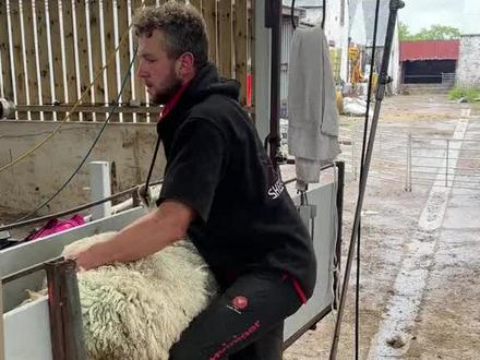 剪完羊毛一下子就凉快了 