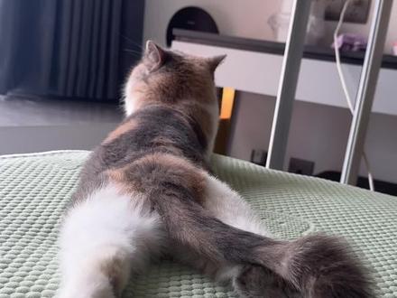 #这一小坨猫谁受得了 #悠闲的摆烂小猫 #记录猫咪日常 #谁能拒绝傻憨憨的小猫咪 #这是我的小猪猫