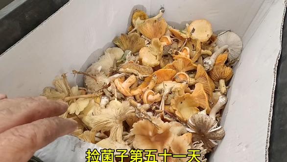 捡菌子第五十一天，今天两个人捡了四筐菌子，根本捡不完。#捡菌子 #菌子的季节 #山珍美味 #户外打野