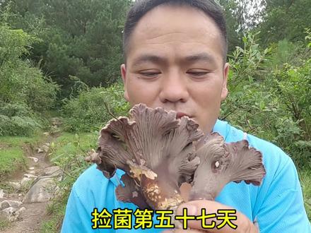 捡菌子第五十七天，我算了下一人三斤，三十人差不多一百斤左右。#上山采蘑菇 #山货 #菌子的季节 #户