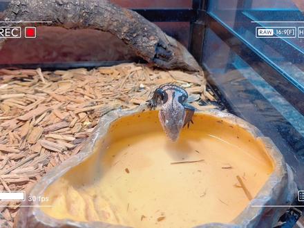 #爬宠 #玻璃缸中的大自然 #探索生命 #周末时光