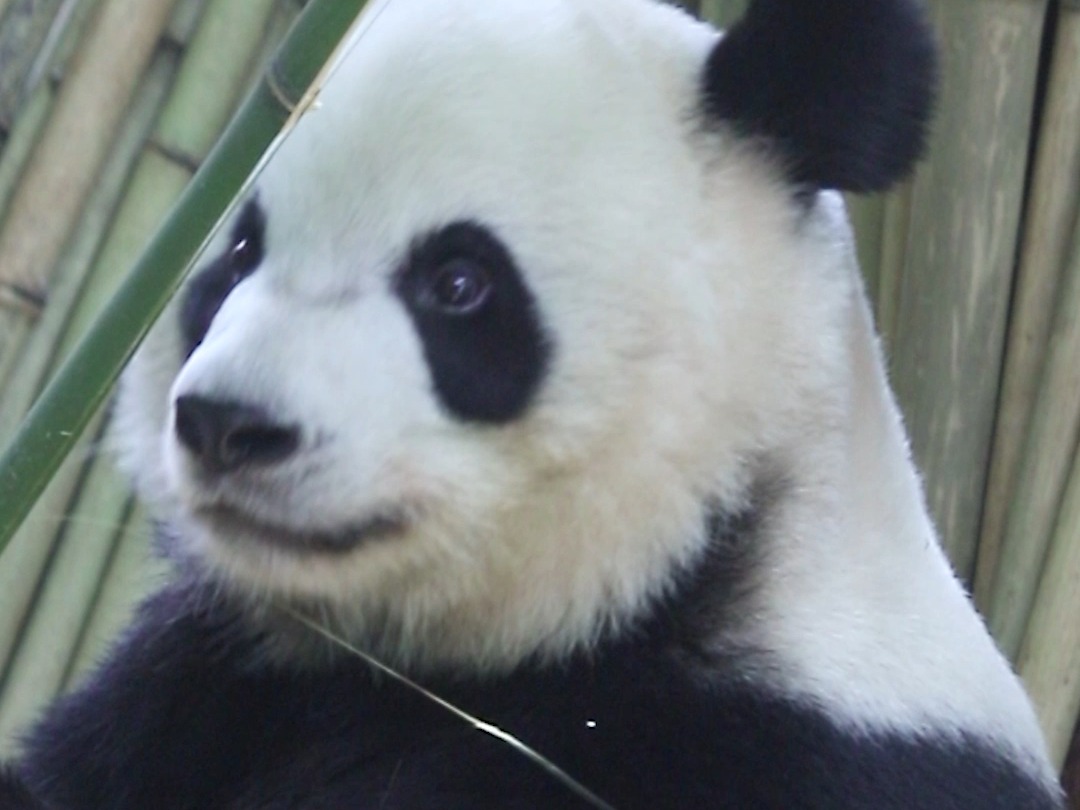 不愧是我们的国宝，连吃饭都这么优雅