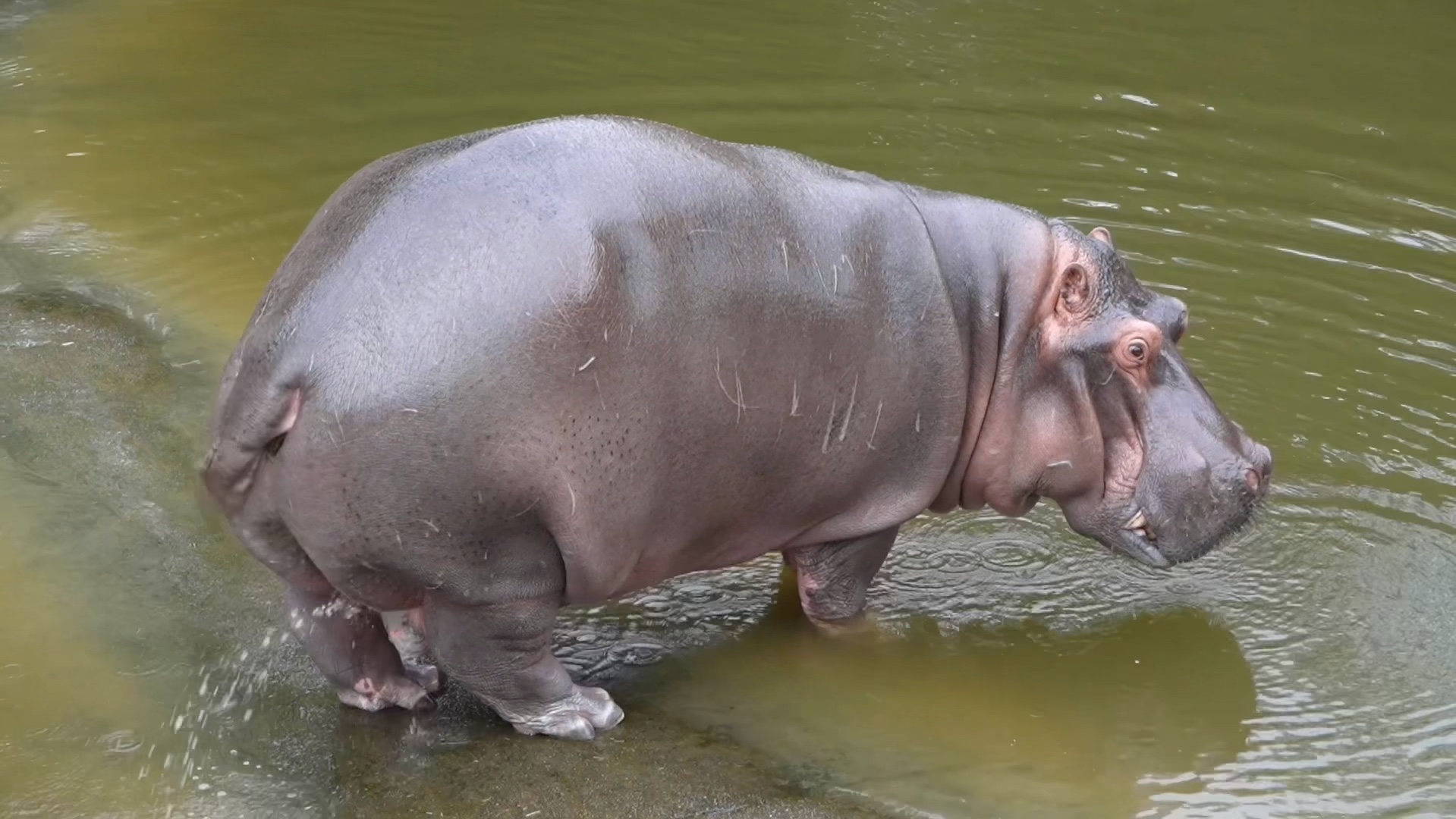 奇怪的小知识又增加了！