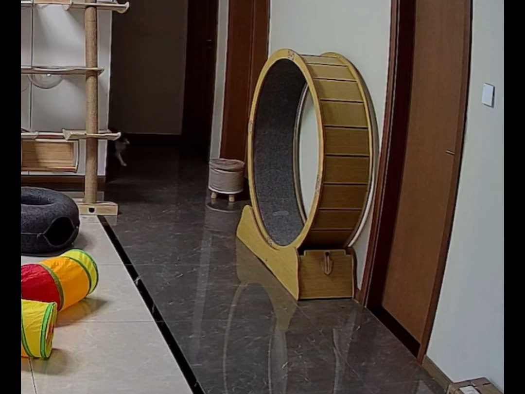 下班回家有小猫接  太过治愈让我尸体温暖