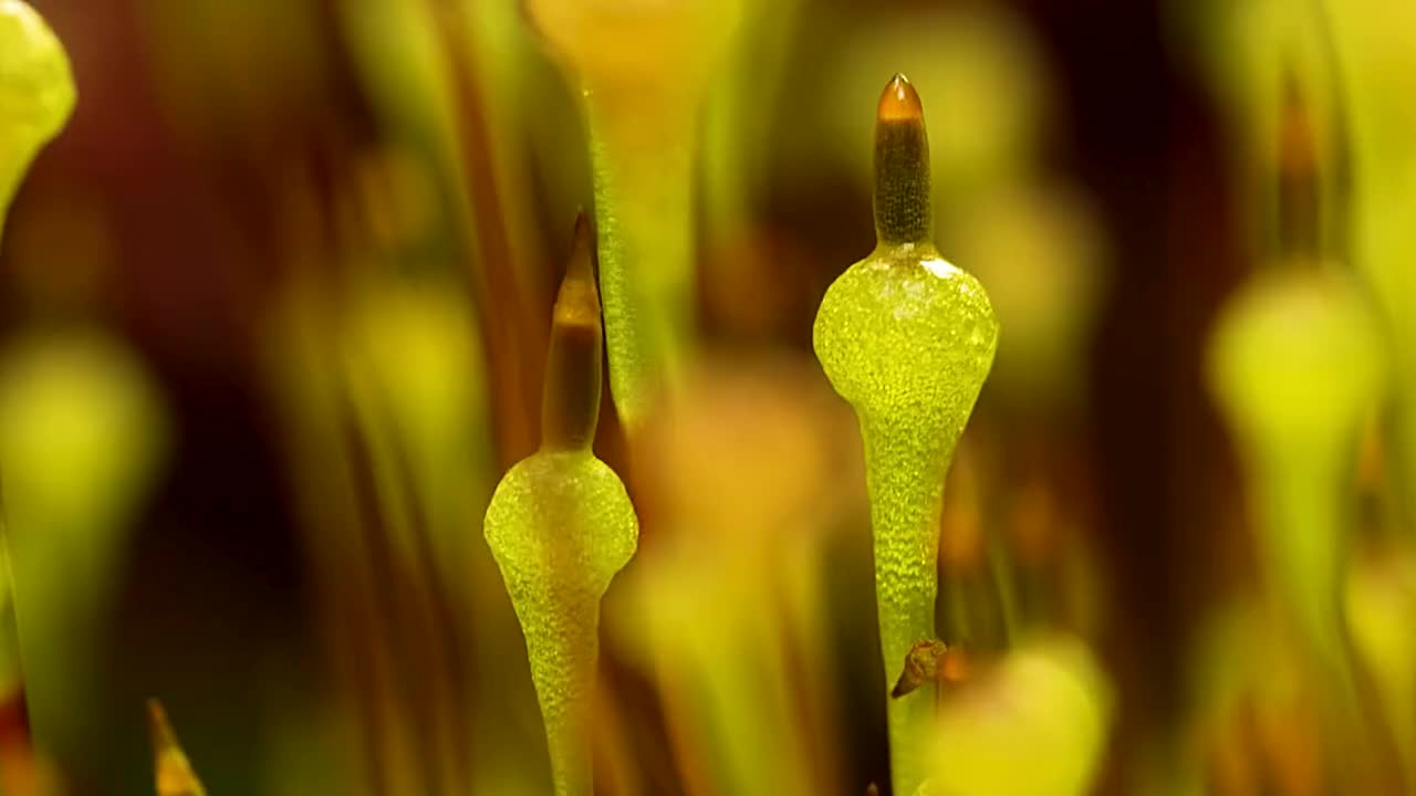 苔藓植物界的陆地拓荒者