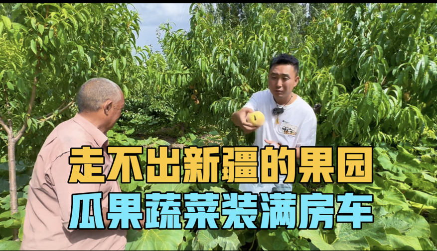 走不出新疆的果园，瓜果蔬菜装满车，一家三口房车自驾新疆中
