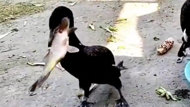 这种吃法，把鸡都看呆了……