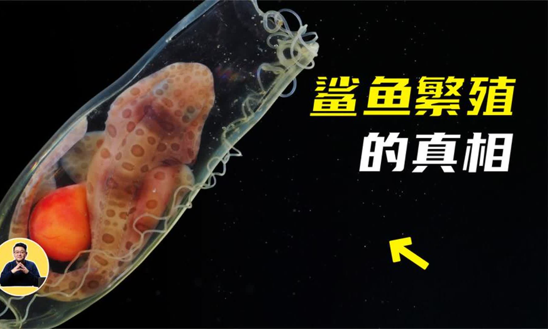 鲨鱼：竟会复制自己！会生蛋+胎生+卵胎生！求求你们做个鱼吧