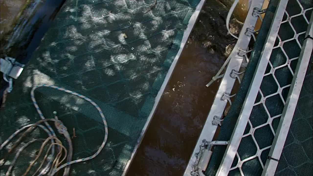 国外两壮汉，捕捉4米长咸水鳄（湾鳄）