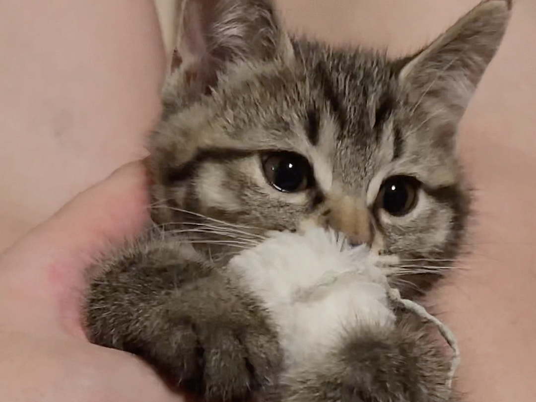 怎么不动呀，在玩123木头人嘛