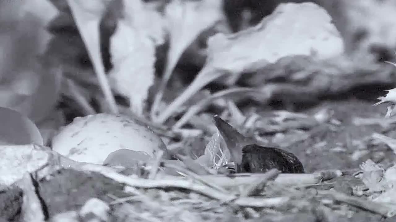 猫头鹰夜袭蛎鹬，抓走刚破壳的雏鸟