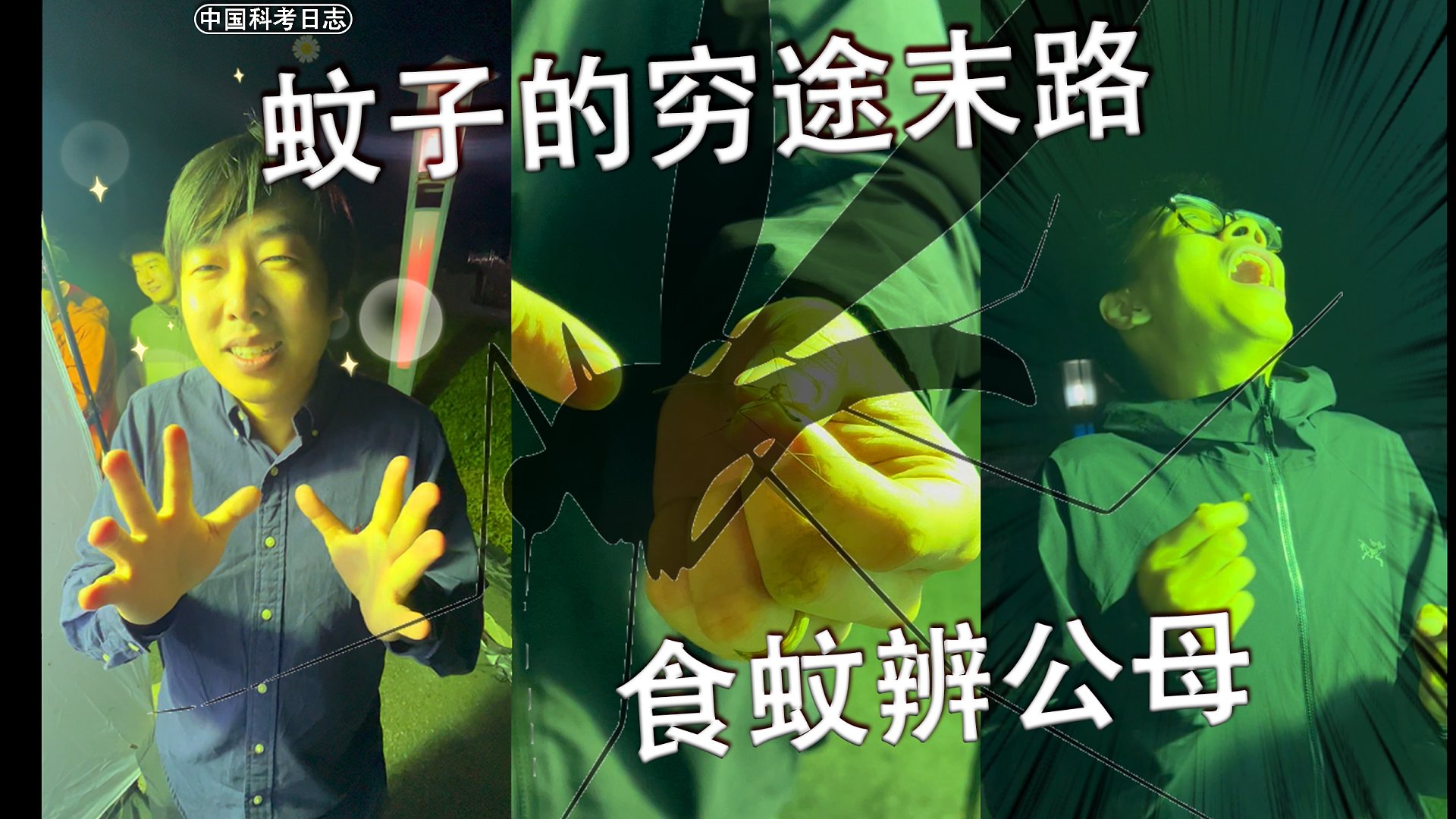 蚊子：从未想过会以这种方式被人类吃掉