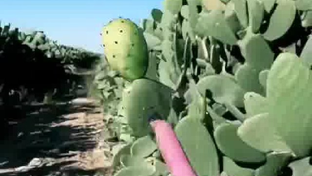 这玩意儿好吃吗？