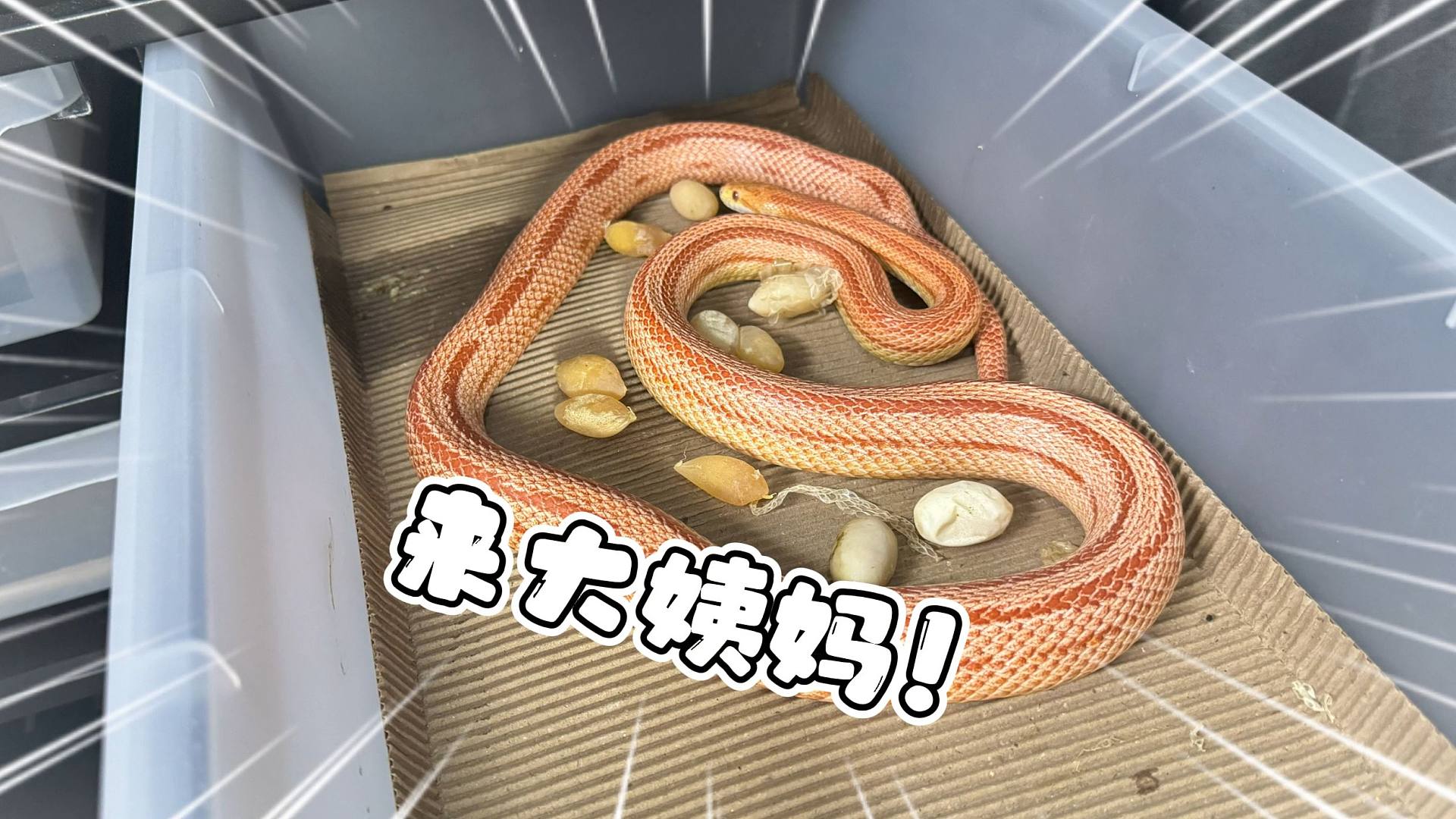 养爬人最崩溃的瞬间！难道蛇也会来“大姨妈”？