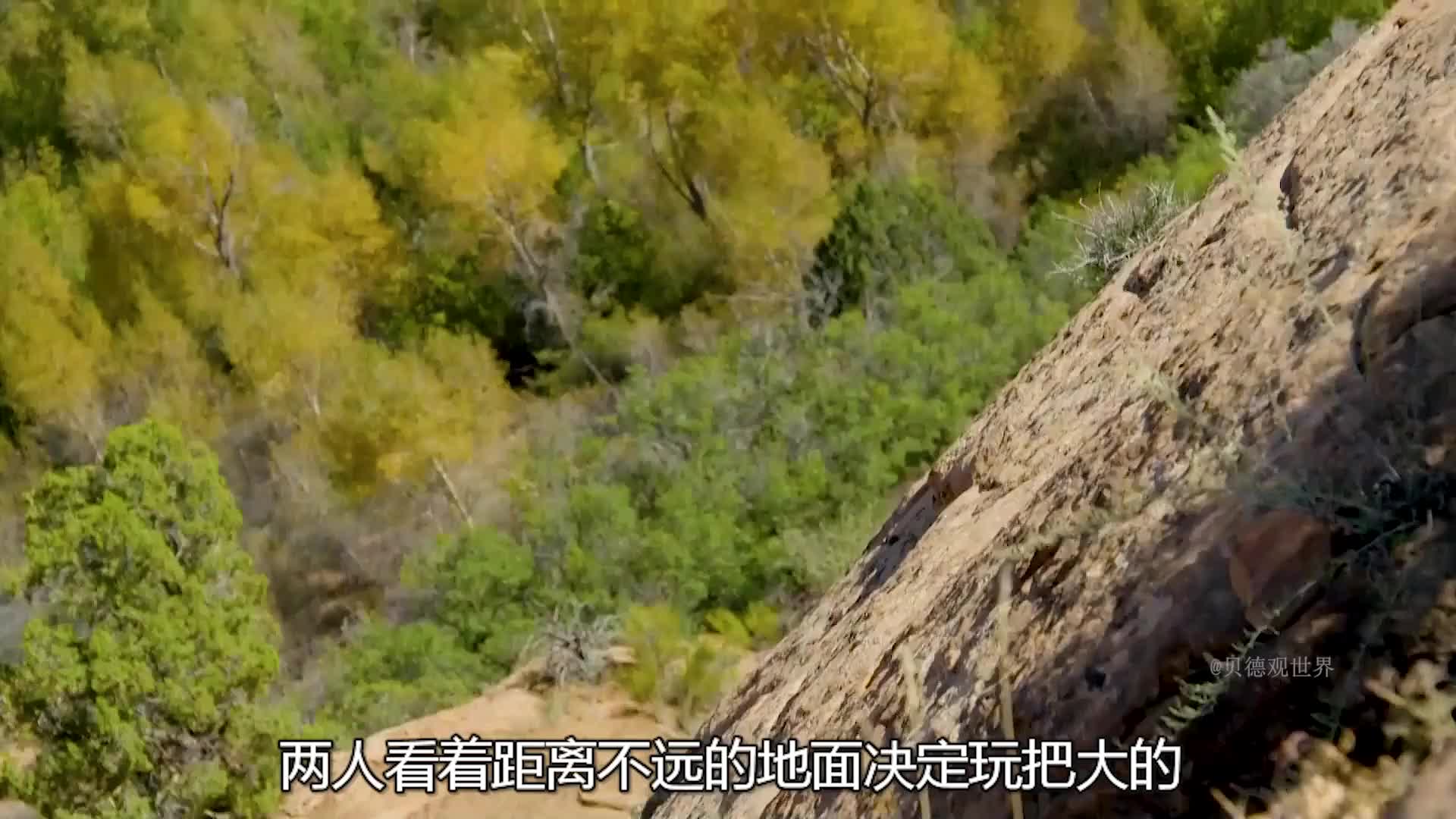 马特和乔荒野求生，竟然吃上野鲫鱼，还有野生的小洋葱  (2)