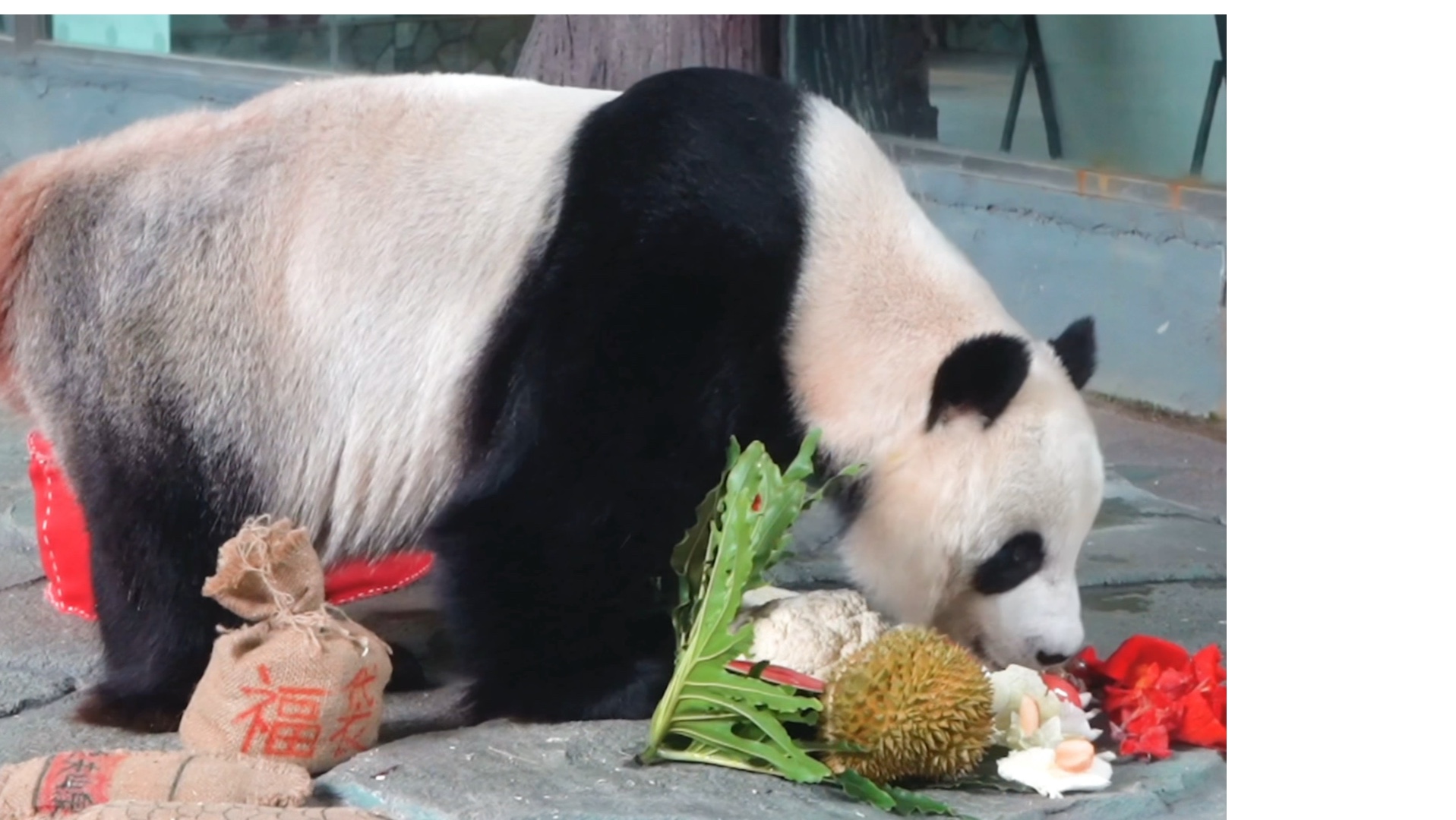 星巴愿：水果我只爱葡萄，其它统统扔了！