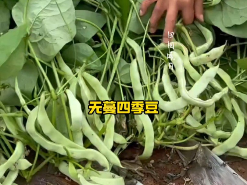 懒人也能种的爬地豆角，秋播可别落下！