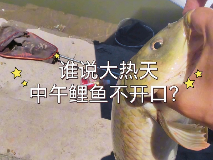 誰說大熱天中午鯉魚不開口？