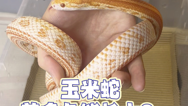 玉米蛇生长周期多长