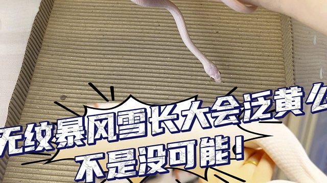 暴风雪长大泛黄么