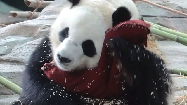 星巴愿：奶爸我想对你说一些掏心的话。