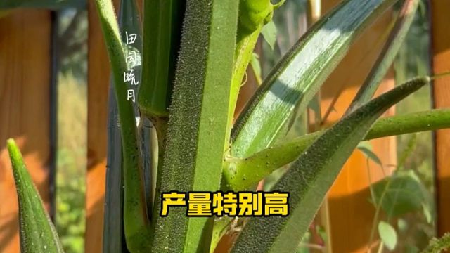 别再种普通秋葵了，试试这个可以生吃的水果秋葵吧