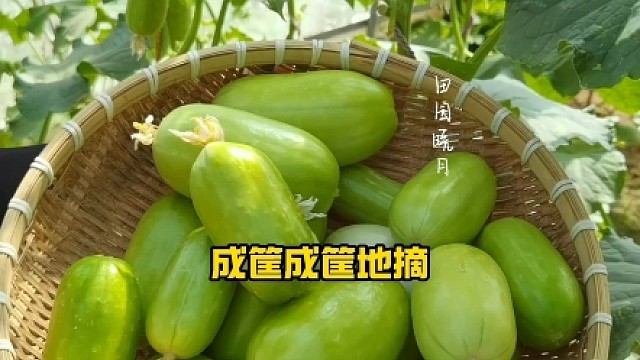 特别适合生吃的玉女黄瓜，您也种一些吧