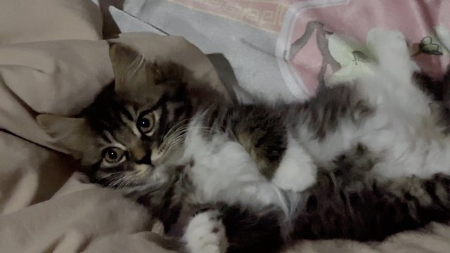 睁眼看到小猫在旁边谁懂呀