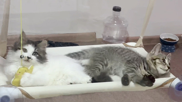 《为了不让小猫在厕外无聊我装了个小吊床但又觉得有点奇怪》